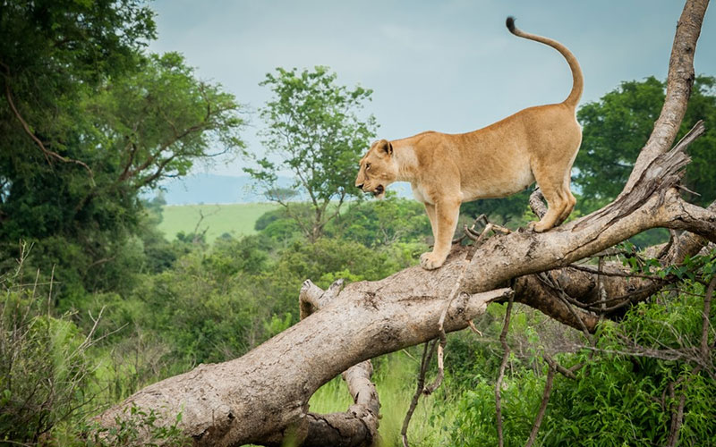 5 Days Wildlife Viewing Safari- Queen Elizabeth and Lake Mburo NP