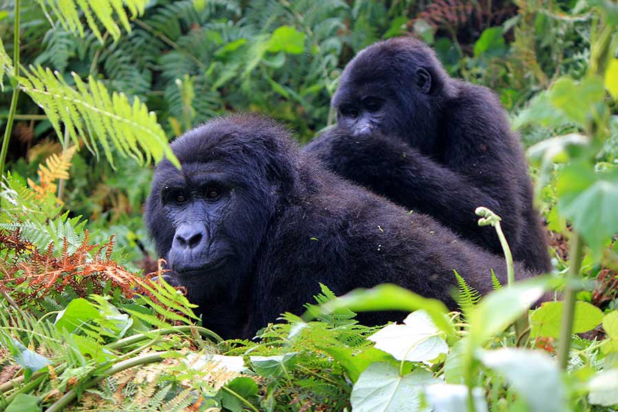 3 Days Uganda Gorilla Adventure from Kigali