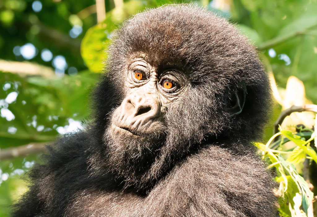 Exploring Gorilla Families in Uganda