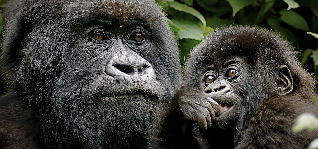 Gorilla trekking in Uganda and Rwanda