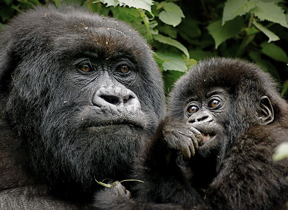 Gorilla trekking in Uganda and Rwanda