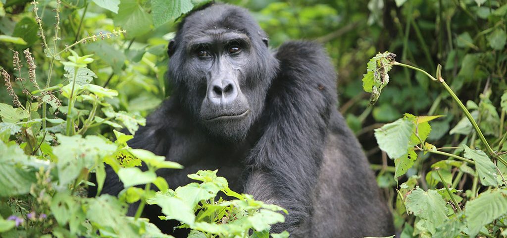 Combining Gorilla and Chimpanzee Trekking