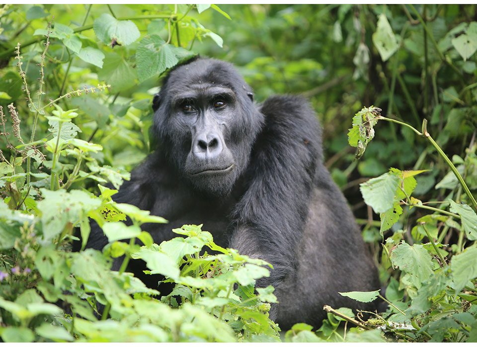 Combining Gorilla and Chimpanzee Trekking