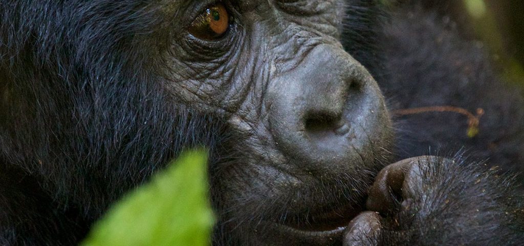 Why Gorilla Trekking in Uganda and Rwanda is Worth Every Penny