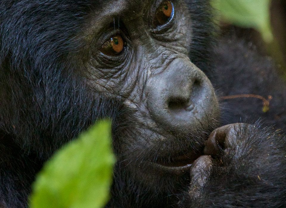 Why Gorilla Trekking in Uganda and Rwanda is Worth Every Penny