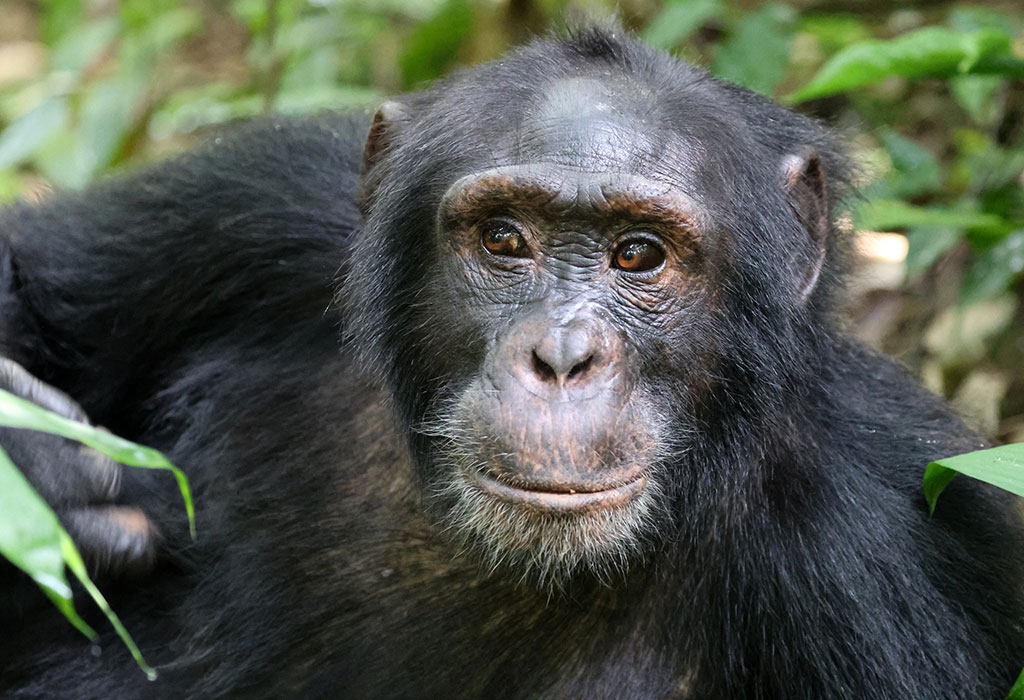 A Close Encounter with Chimpanzees