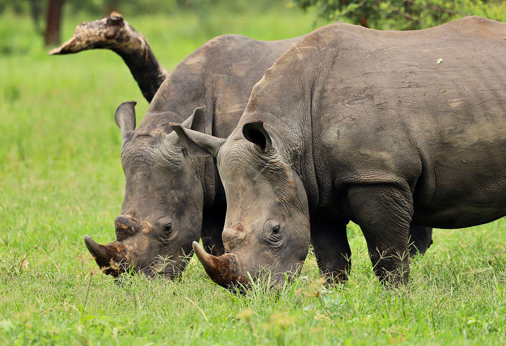 A Day on the Rhino Trekking Trails