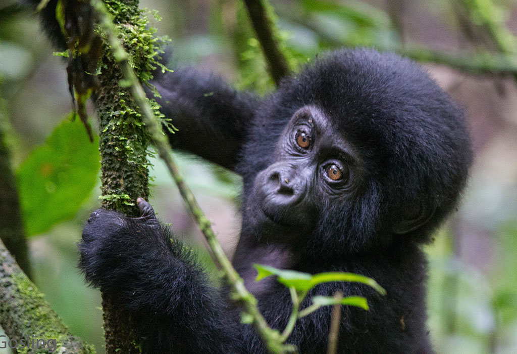 Family-friendly gorilla trekking in Uganda