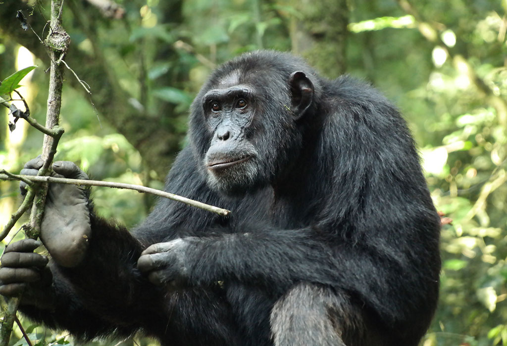 Combining Gorilla and Chimpanzee Trekking