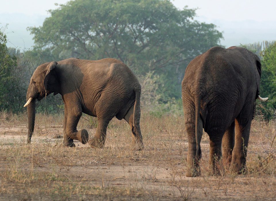 Discovering Ugandas Forest Elephants