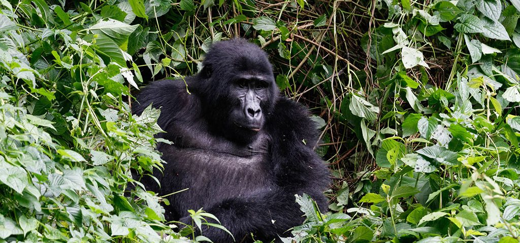 Reproduction in Gorillas