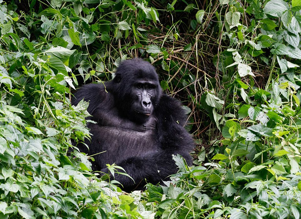 Reproduction in Gorillas