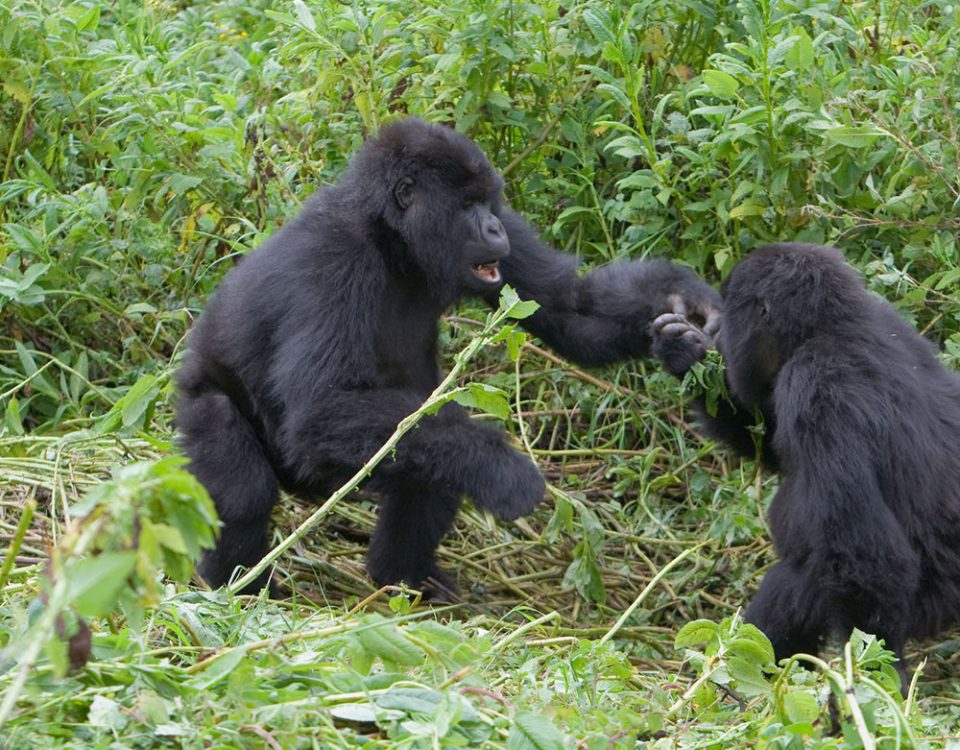 Photographing gorillas in their natural habitat