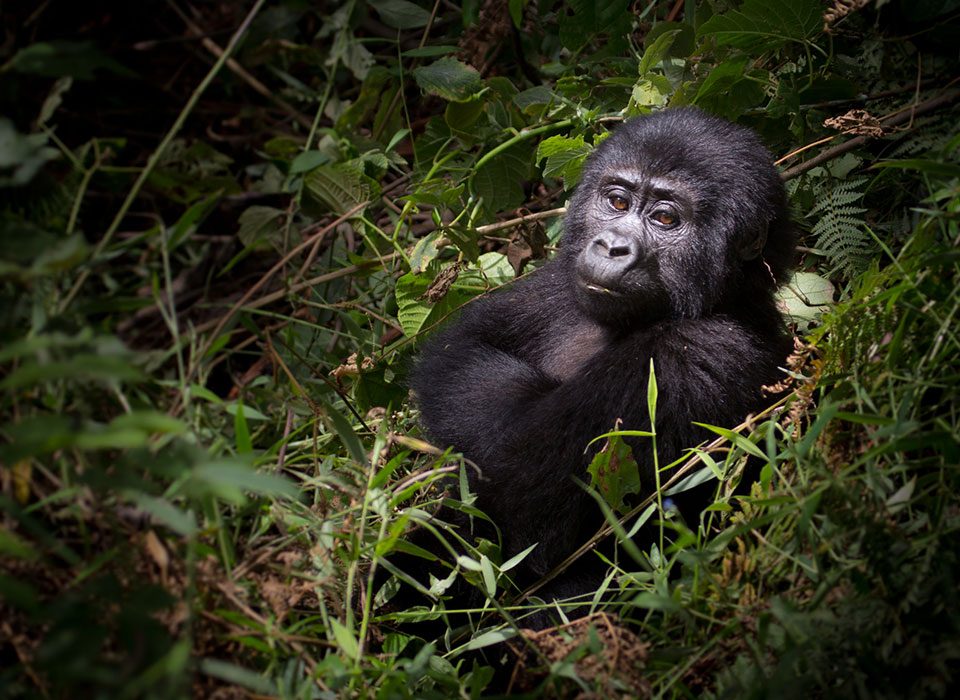 Gorilla Trekking at Bwindi Impenetrable Forest National Park