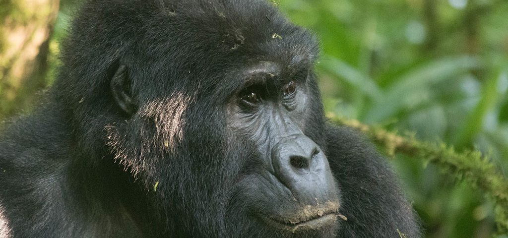 gorilla trekking and wildlife conservation