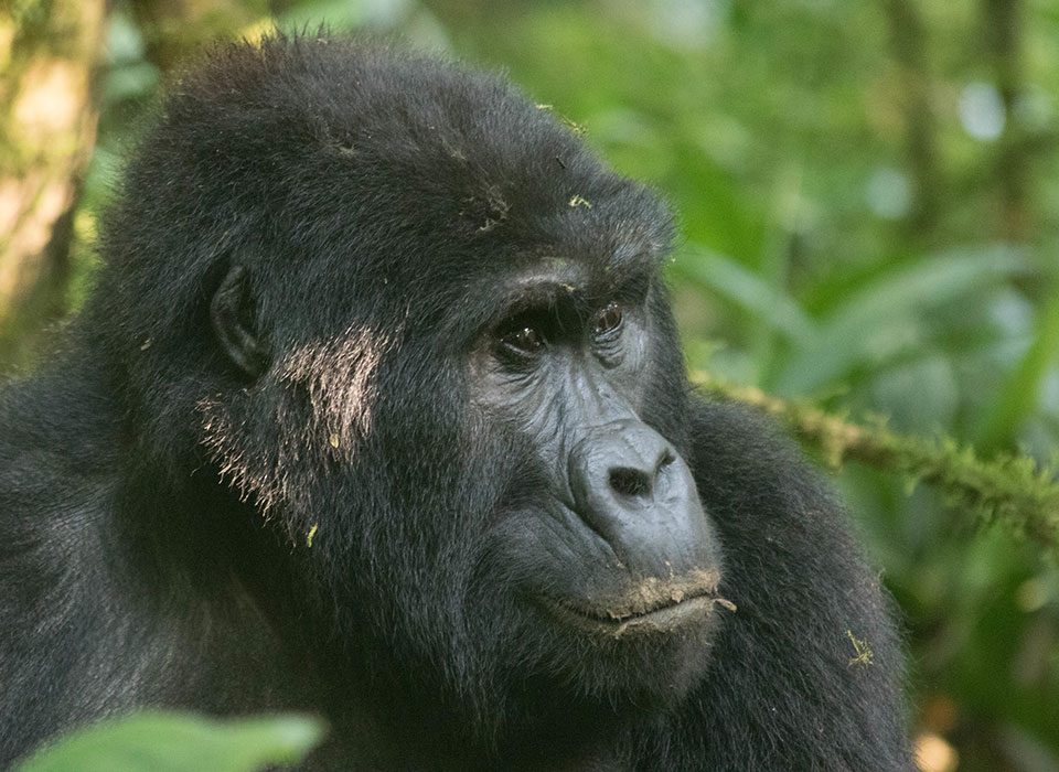 gorilla trekking and wildlife conservation