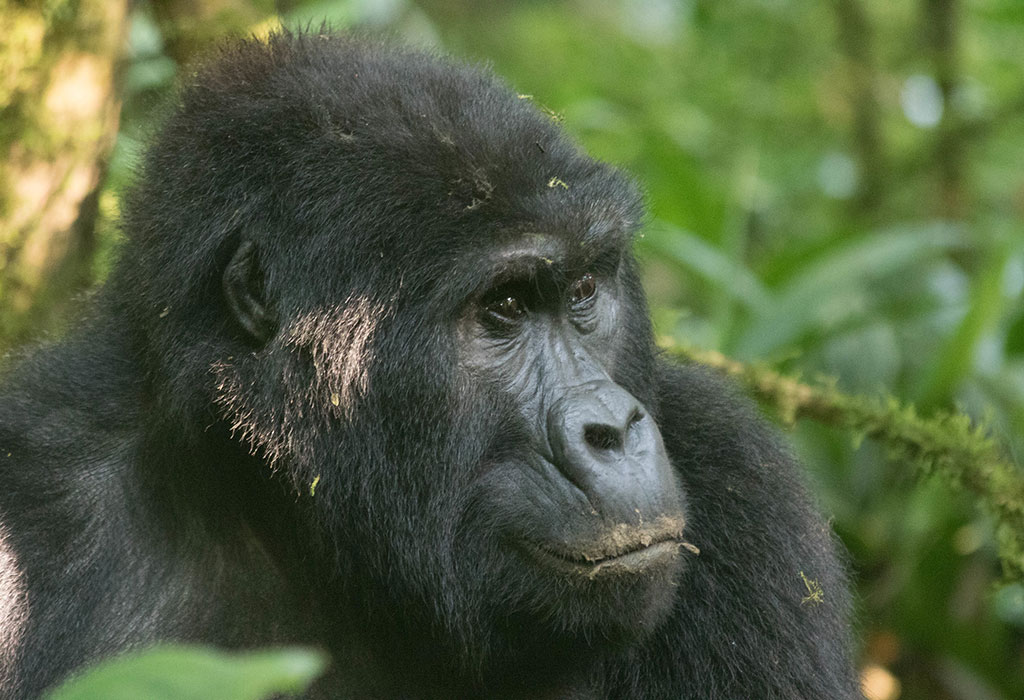 gorilla trekking and wildlife conservation