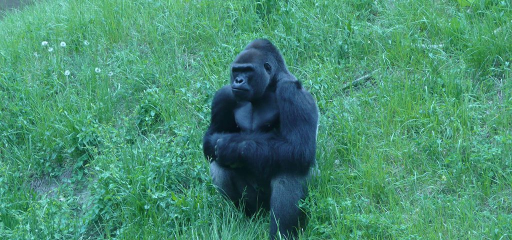 Gorillas in the Mist