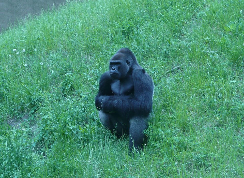 Gorillas in the Mist