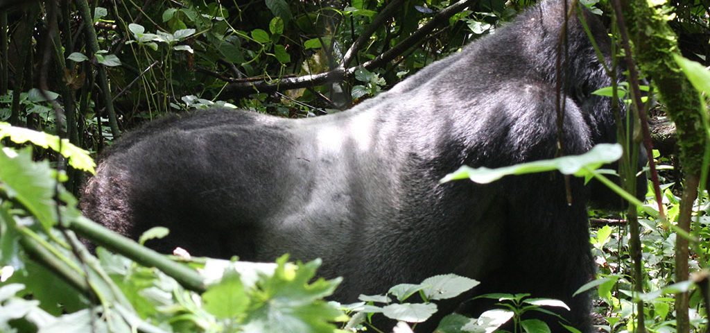 Leadership of Gorilla Families