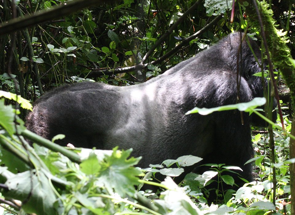 High altitude preparation for gorilla trekking