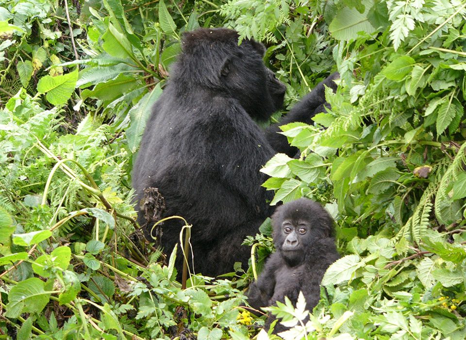 Why Rwanda is the ultimate Destination for Gorilla Trekking