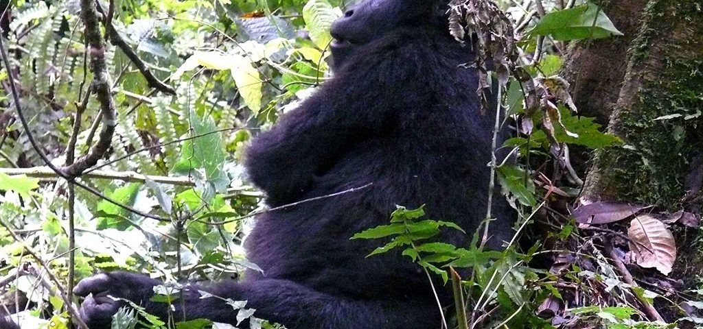 gorilla trekking in Uganda