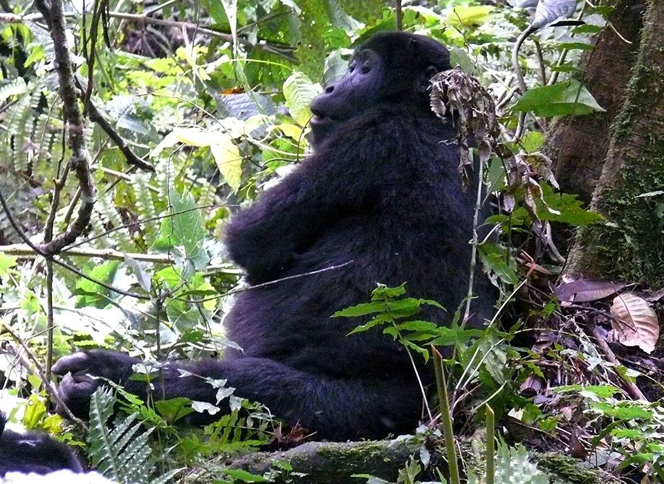 Sounds of the jungle on a gorilla trekking adventure