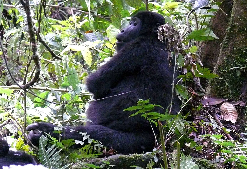 gorilla trekking in Uganda