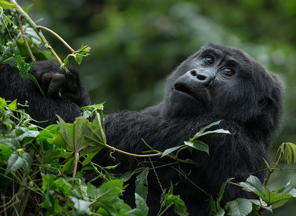 Gorilla trekking for families