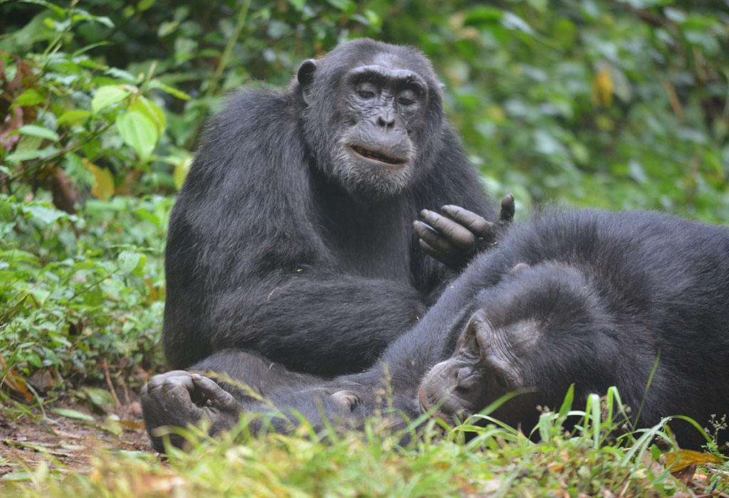 Budget Safaris to See Apes in Uganda