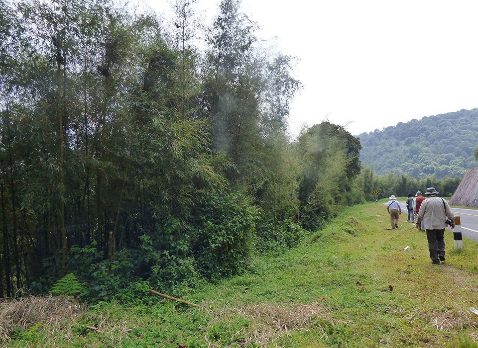 Echuya Forest