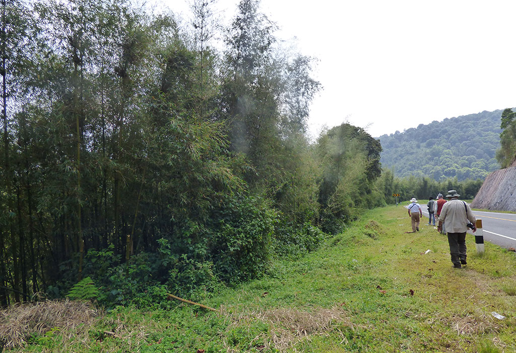 Echuya Forest