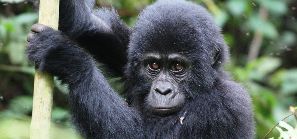 playful life of a young gorilla