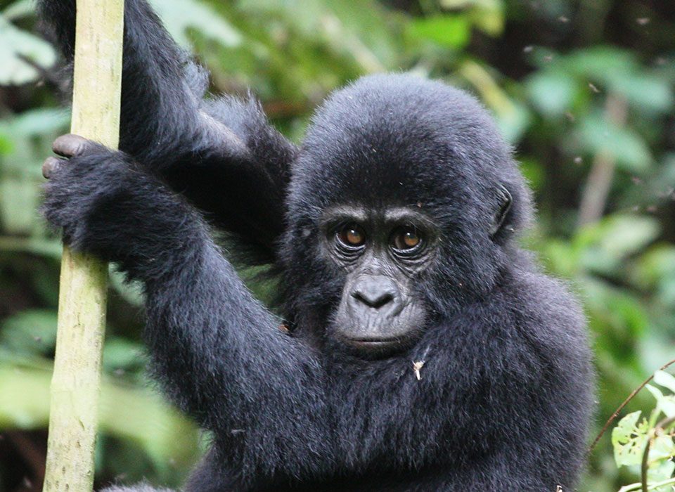 playful life of a young gorilla