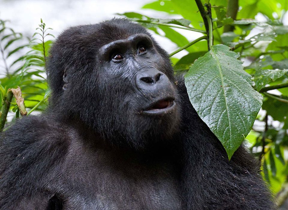 Gorilla Habituation Safaris from Entebbe