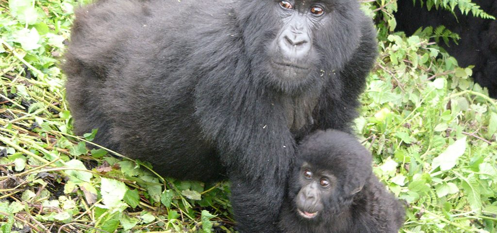 Gorilla trekking in Uganda