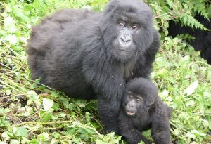 Gorilla trekking in Uganda