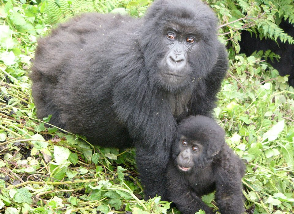 Gorilla trekking in Uganda