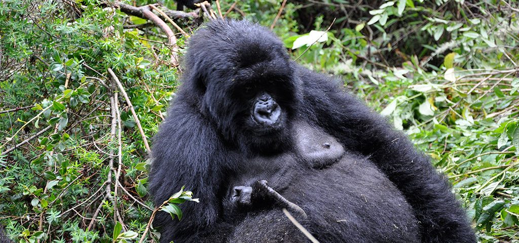 Gorilla tour in Uganda through Rwanda