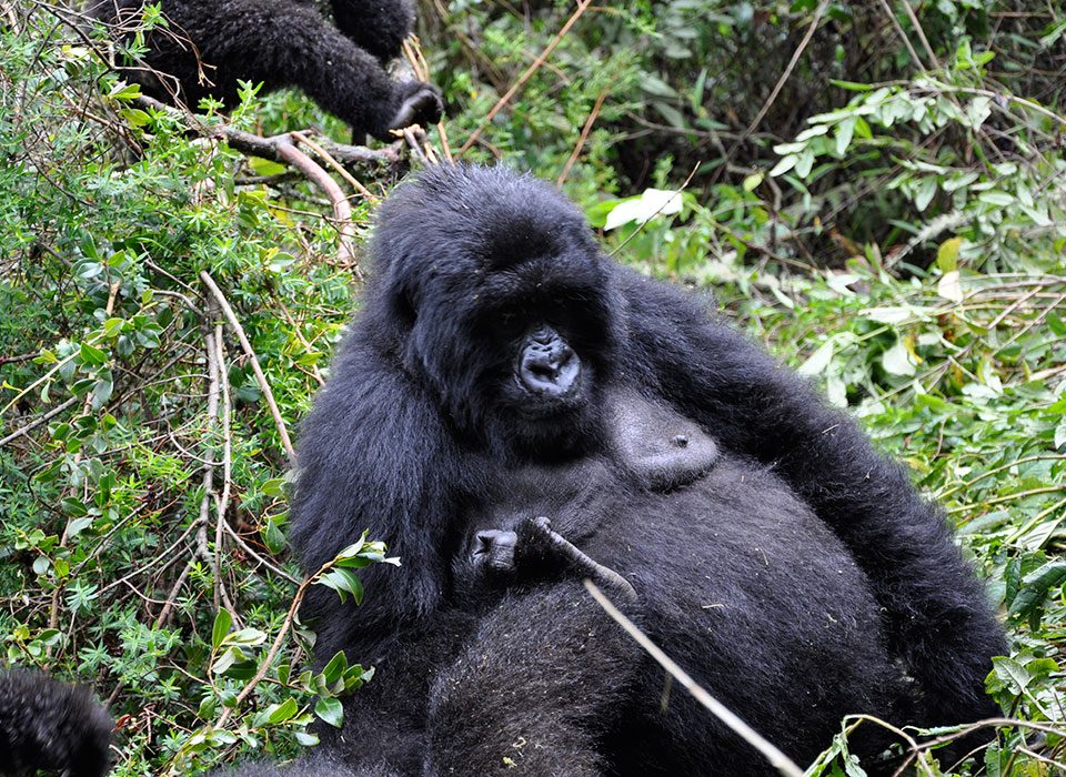 Gorilla tour in Uganda through Rwanda