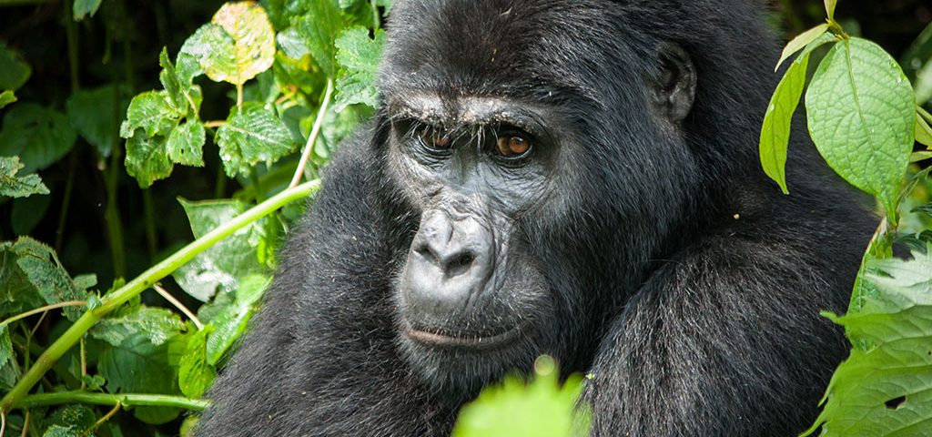 How Gorillas Resemble Humans