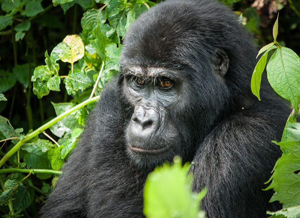 How Gorillas Resemble Humans