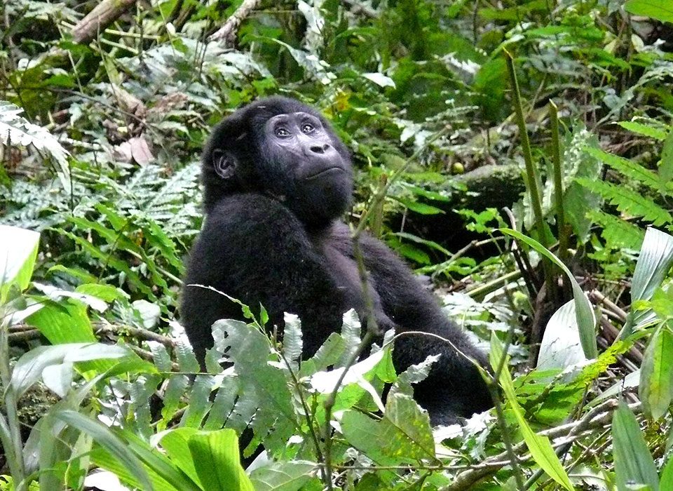 Luxury Forest Escape to Bwindi Forest National Park