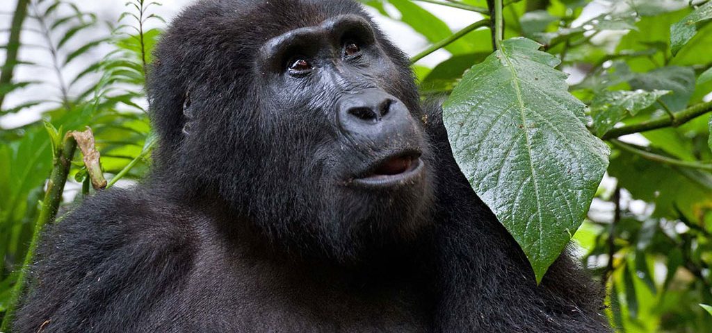 Mountain Gorilla Habituation Experience Safari at Bwindi Impenetrable National Park in Uganda