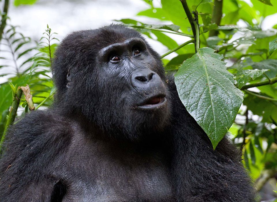 Mountain Gorilla Habituation Experience Safari at Bwindi Impenetrable National Park in Uganda