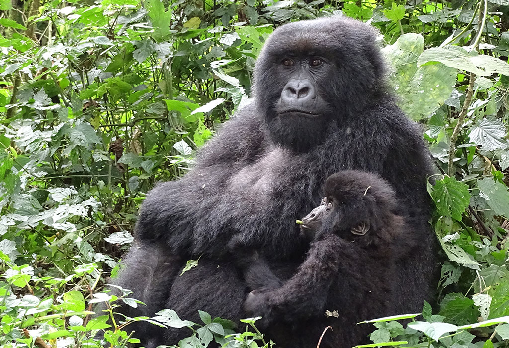 Gorilla trekking safaris in Uganda