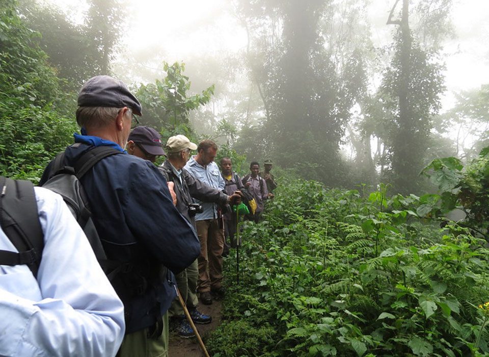 Gorilla trekking safety