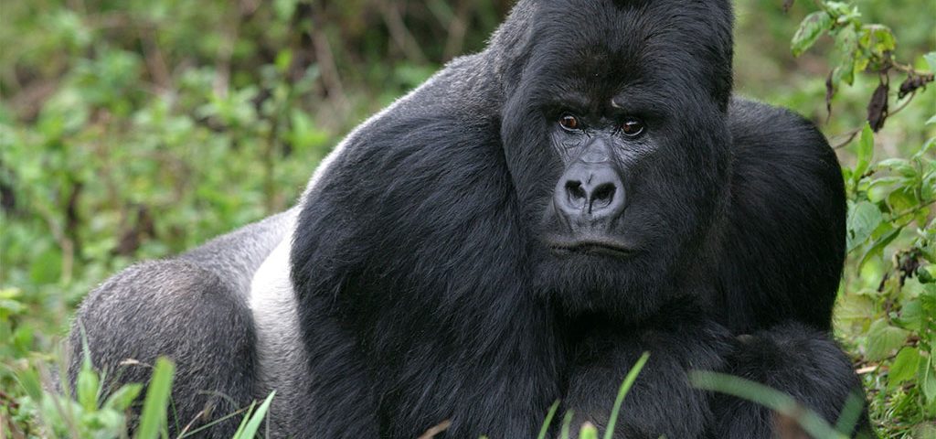 Oldest gorilla in a gorilla family