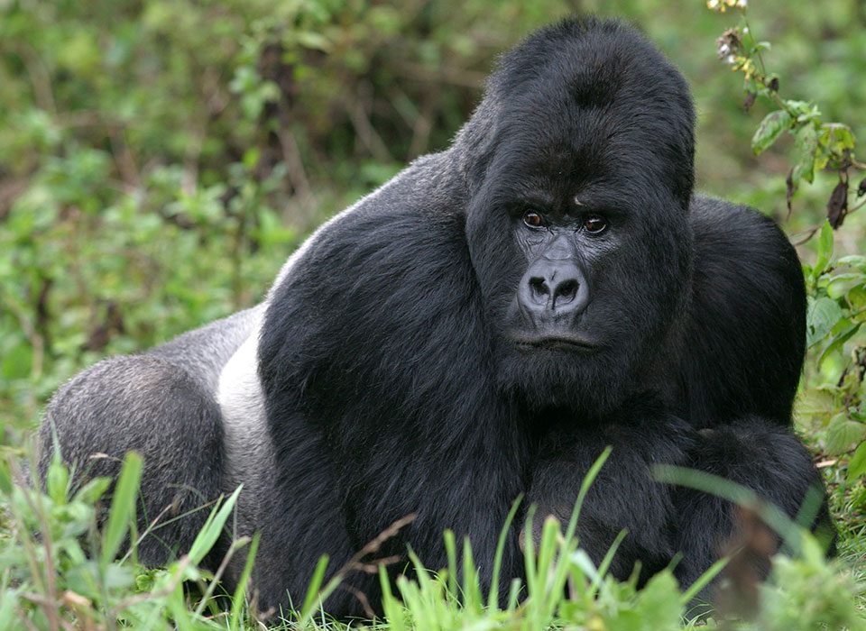 Oldest gorilla in a gorilla family